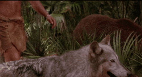 the jungle book wolf law